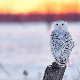 Owl winter wallpaper