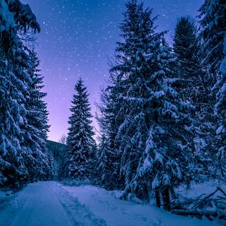 Winter 1680x1050 wallpaper