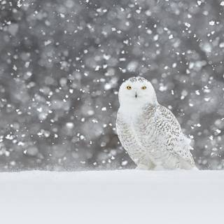 Owl winter wallpaper