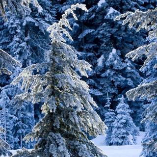 Winter 1680x1050 wallpaper