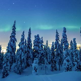 Winter 1680x1050 wallpaper