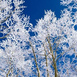 Winter 1680x1050 wallpaper