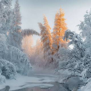 Winter 1680x1050 wallpaper