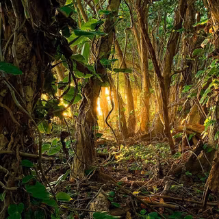 Jungle forest wallpaper