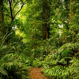 Jungle 4k desktop wallpaper