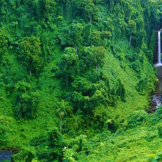 Jungle 4k desktop wallpaper