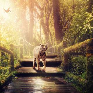 Jungle 4k desktop wallpaper