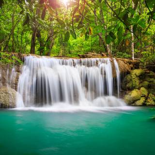 Jungle 4k desktop wallpaper