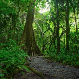 Jungle 4k desktop wallpaper