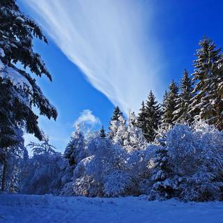 Winter 1440x900 wallpaper