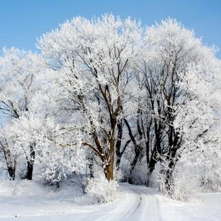 Winter 1440x900 wallpaper