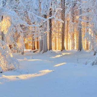 Winter 1440x900 wallpaper