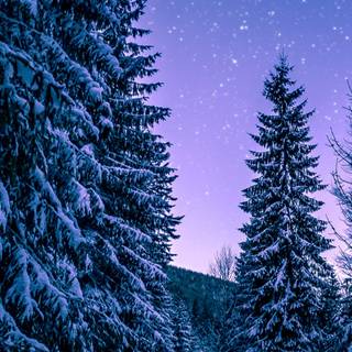 iPhone 14 Pro winter wallpaper