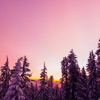 Alaska winter forest wallpaper