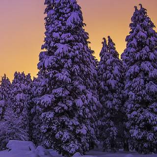 iPhone 14 Pro winter wallpaper