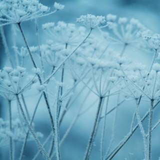 Aesthetic winter iPad wallpaper