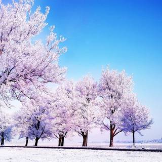 Winter minimalist desktop wallpaper