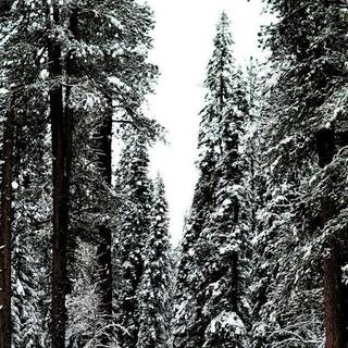 Aesthetic winter iPad wallpaper