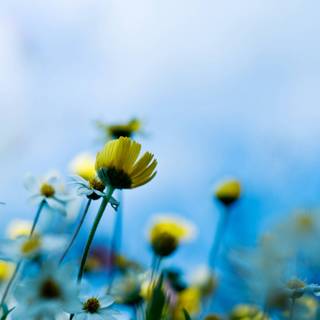 4k blue nature wallpaper