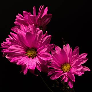 Pink black computer wallpaper