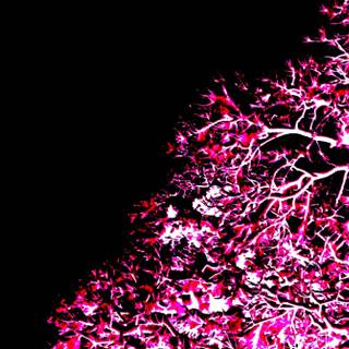 Pink black computer wallpaper