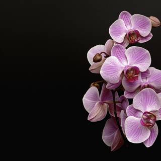 Pink black computer wallpaper