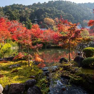 Japanese autumn 4k wallpaper