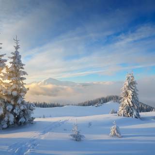 Winter nature 4k wallpaper