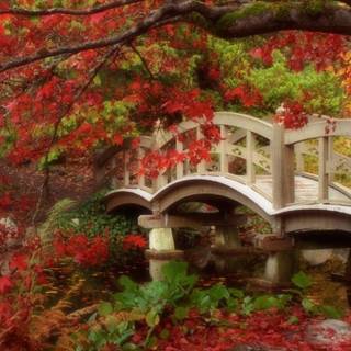 Japanese autumn 4k wallpaper