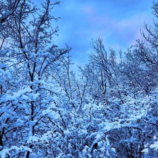 Winter FHD wallpaper