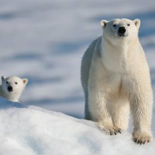 Ice bear 4k wallpaper