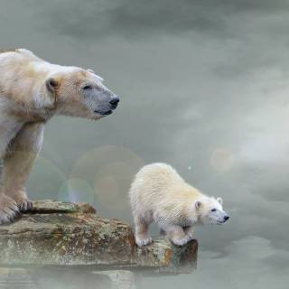 Ice bear 4k wallpaper