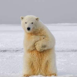 Ice bear 4k wallpaper