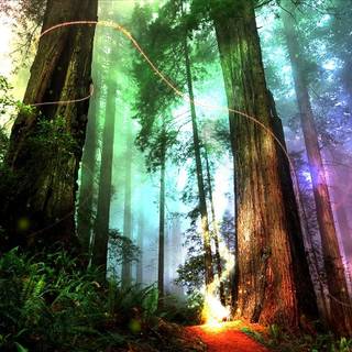 Mythical rainforest wallpaper