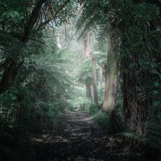 Mythical rainforest wallpaper