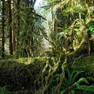 Mythical rainforest wallpaper