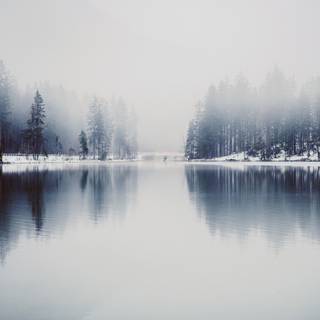Fog winter wallpaper