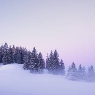 Fog winter wallpaper