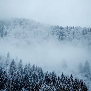 Fog winter wallpaper