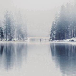 Fog winter wallpaper