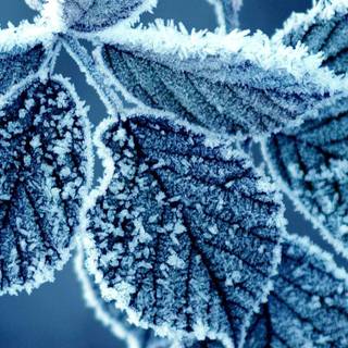 Leaf winter wallpaper