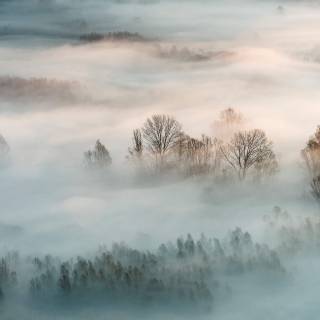 Fog winter wallpaper