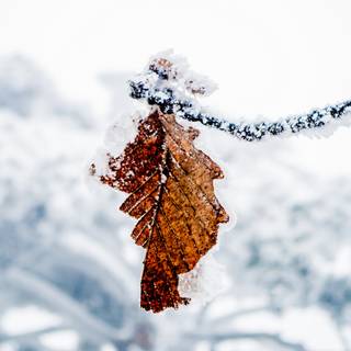 Leaf winter wallpaper