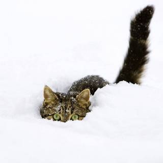 Cute kittens winter wallpaper