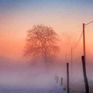 Fog winter wallpaper