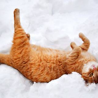 Cute kittens winter wallpaper