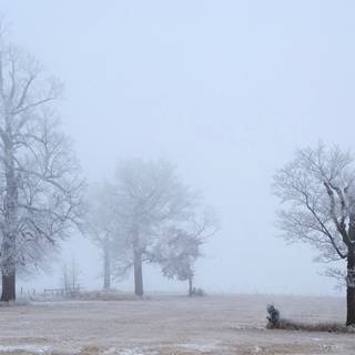 Fog winter wallpaper