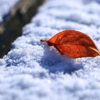 Leaf winter wallpaper