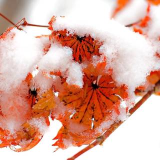 Leaf winter wallpaper