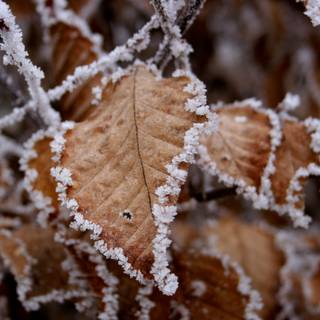 Leaf winter wallpaper